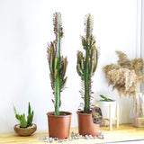 Cactus Candelabru Trigona Rubra - 70 cm - VERDENA-70 cm inaltime, livrat in ghiveci de 3.5 l