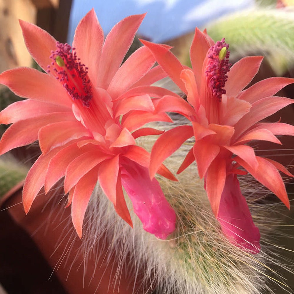 Cactus Coada de Maimuta (Hildewintera) - 25 cm