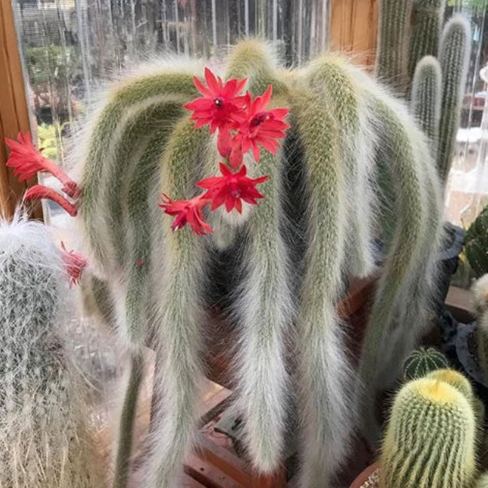 Cactus Coada de Maimuta (Hildewintera) - 25 cm