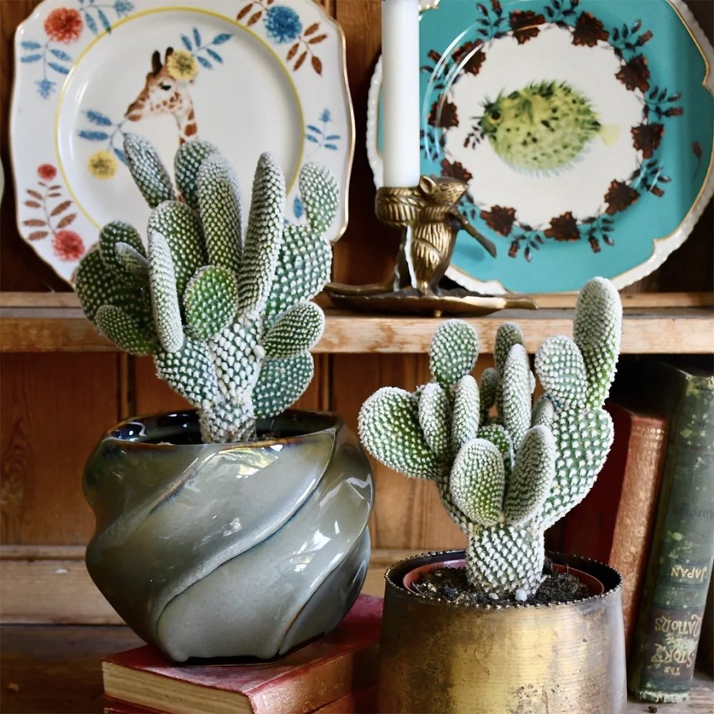 Cactus Opuntia Albispina