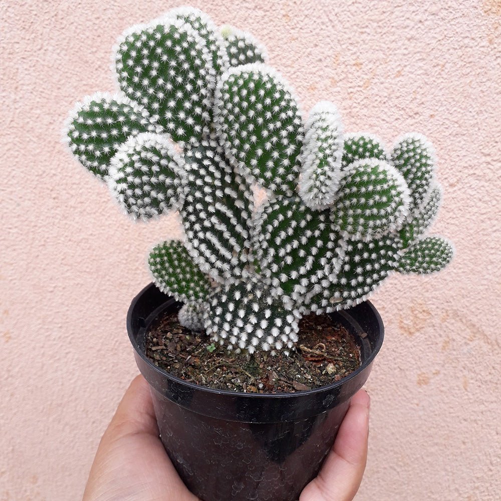 Cactus Opuntia Albispina