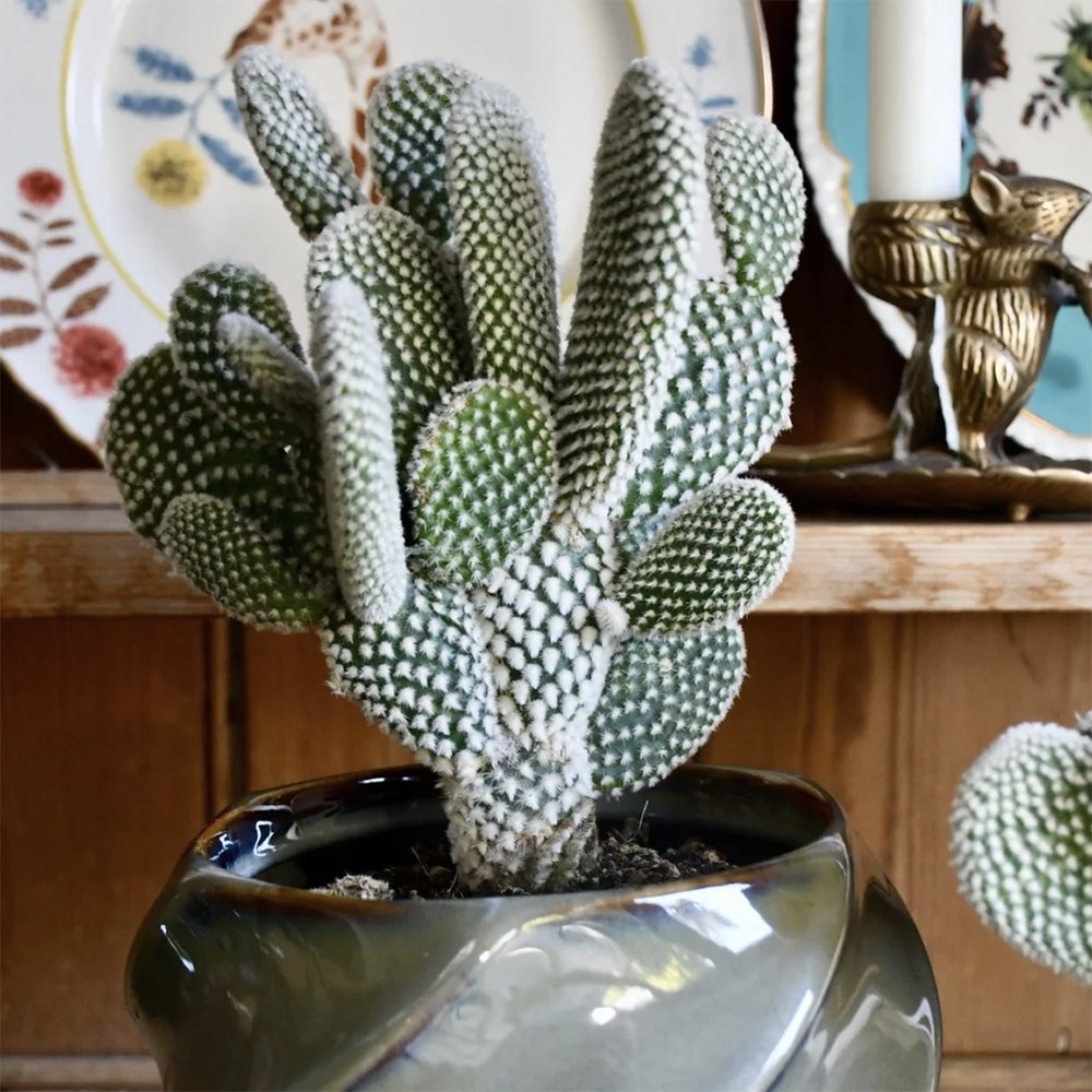 Cactus Opuntia Albispina