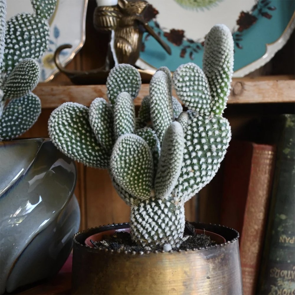 Cactus Opuntia Albispina