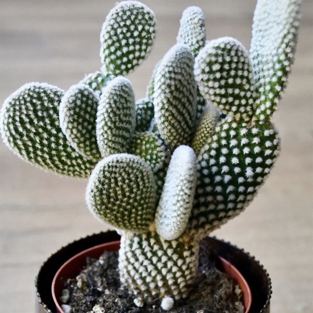 Cactus Opuntia Albispina