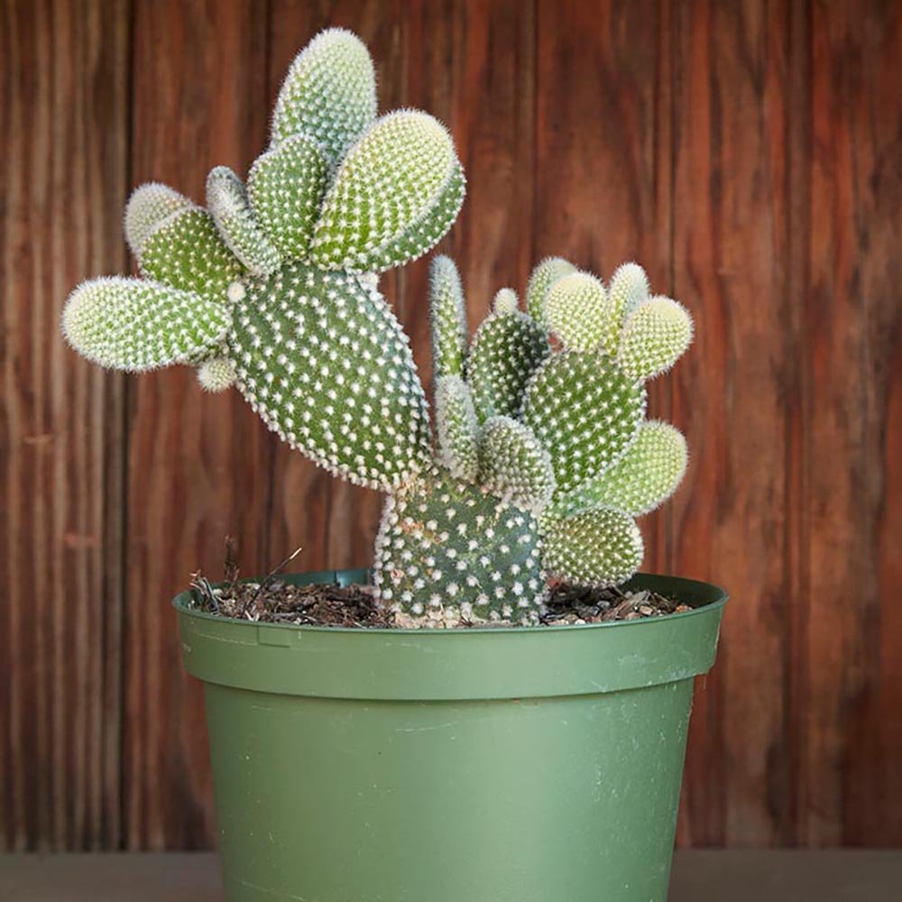 Cactus Opuntia Albispina