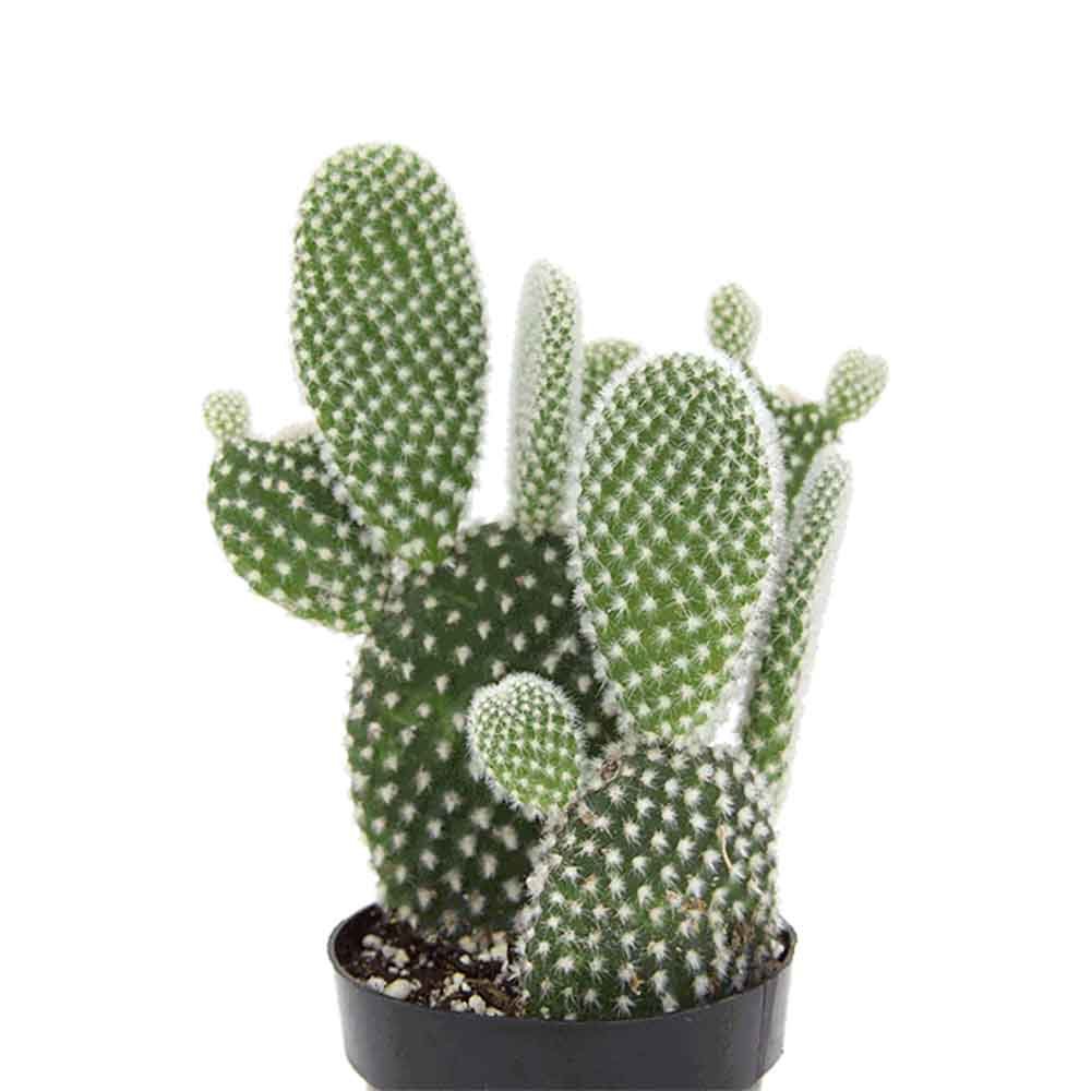Cactus Opuntia Albispina