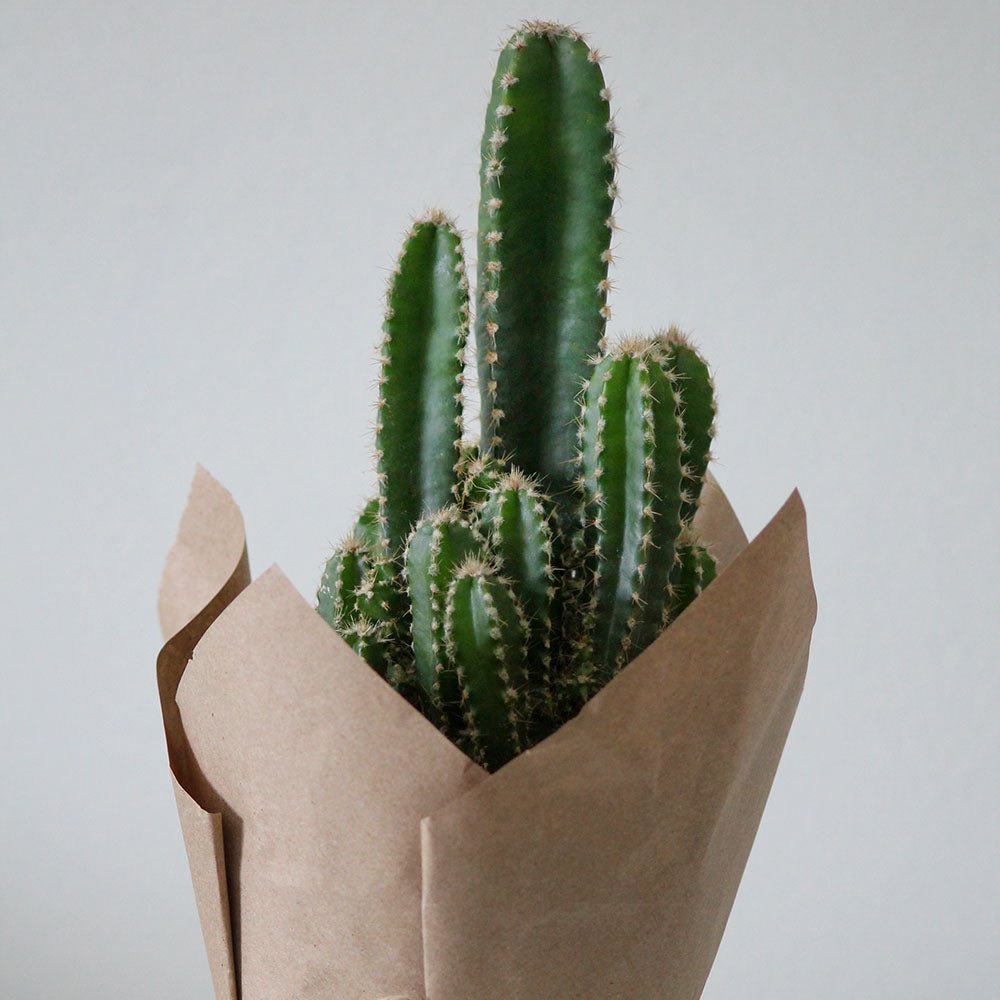 Cactus Peruvianus Florida - 15 cm