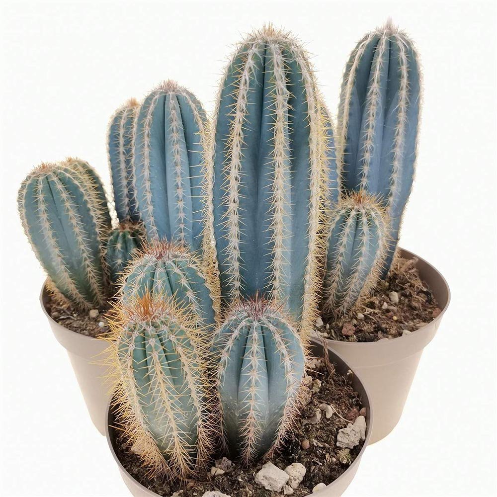 Cactus Pilosocereus Go - 20 cm