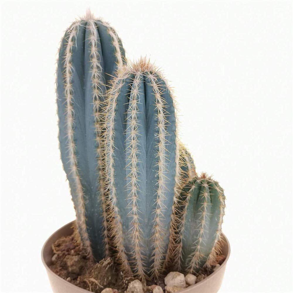 Cactus Pilosocereus Go - 20 cm