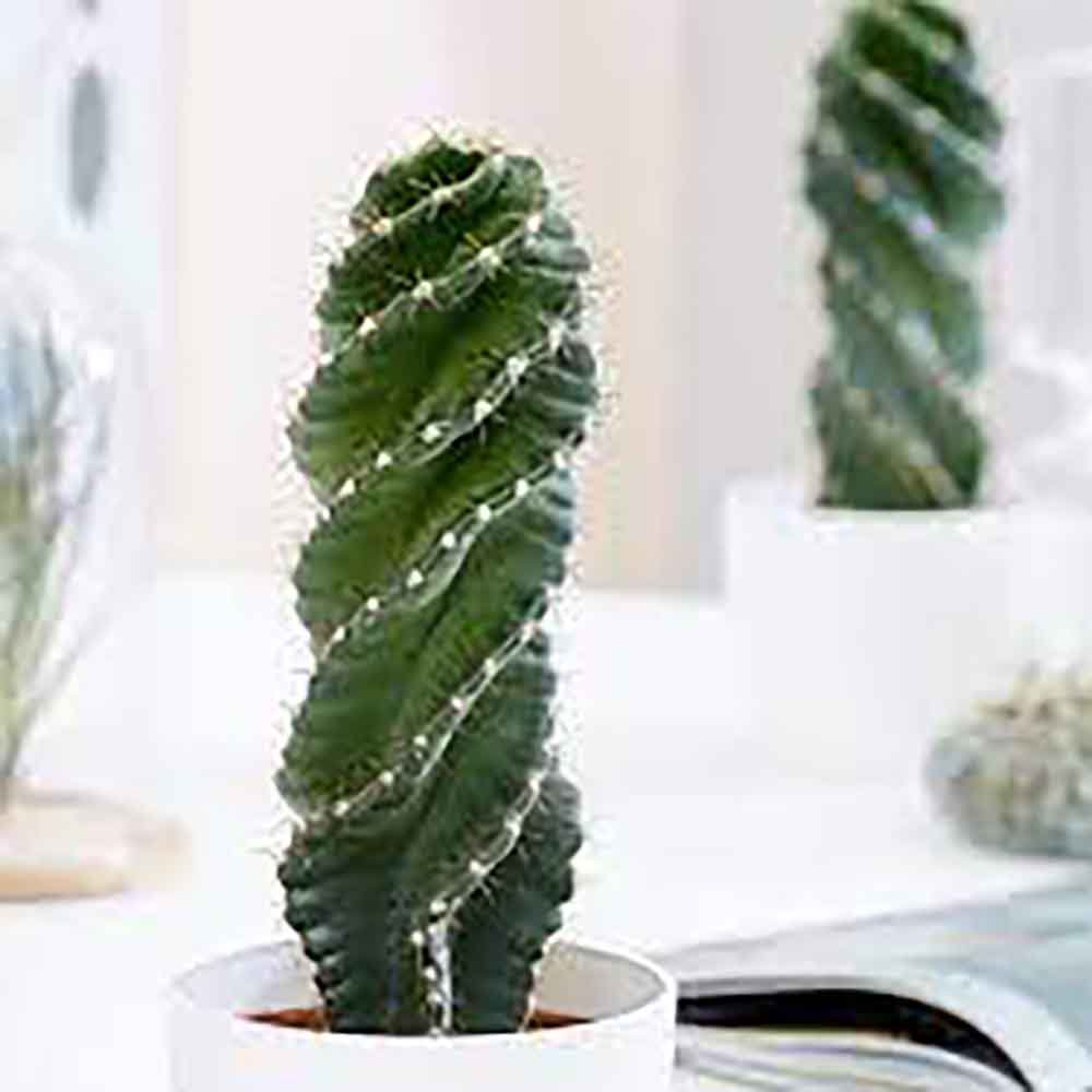 Cactus Tirbuson (Cereus Spirales)