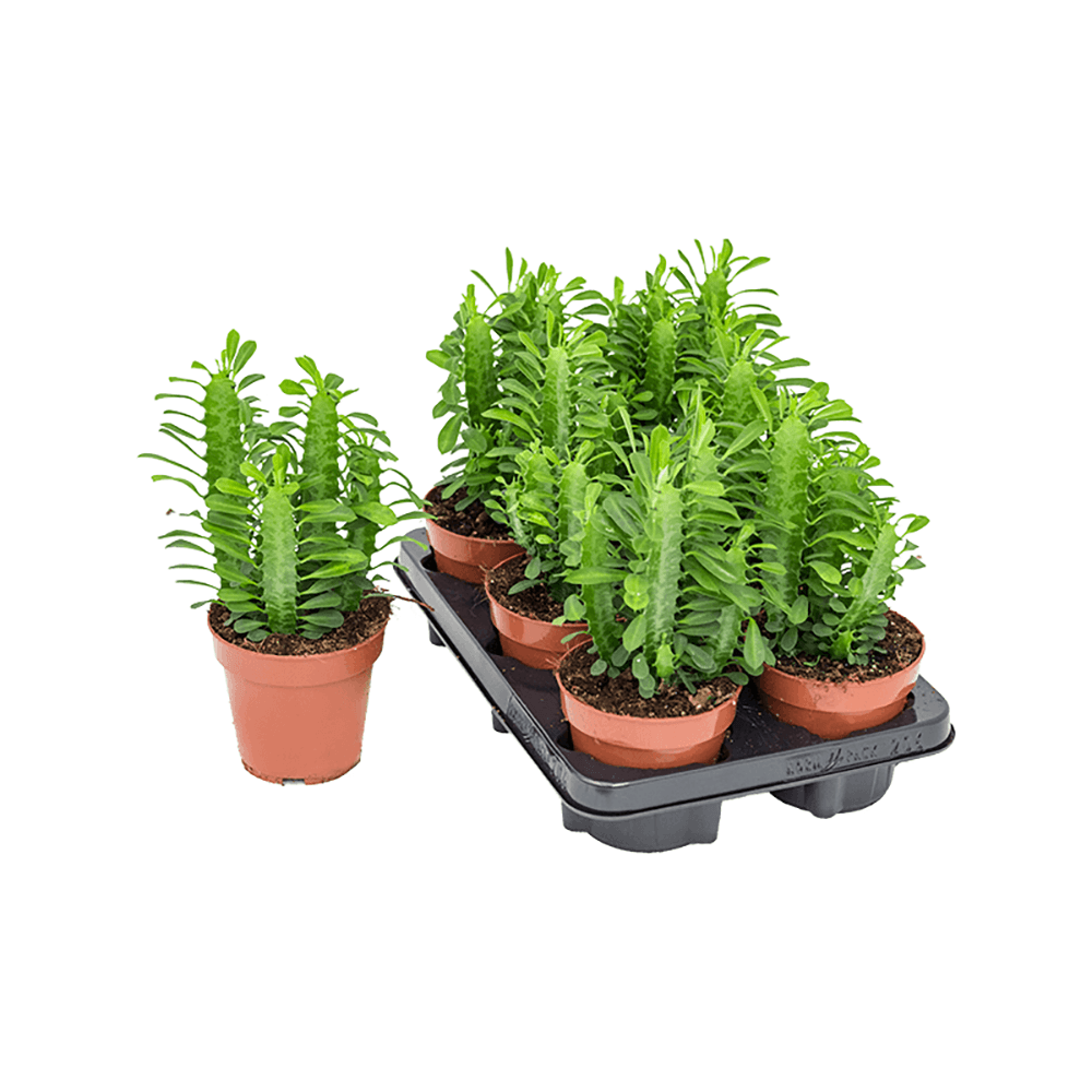 Cactusul cu Trei Muchii - 20 cm