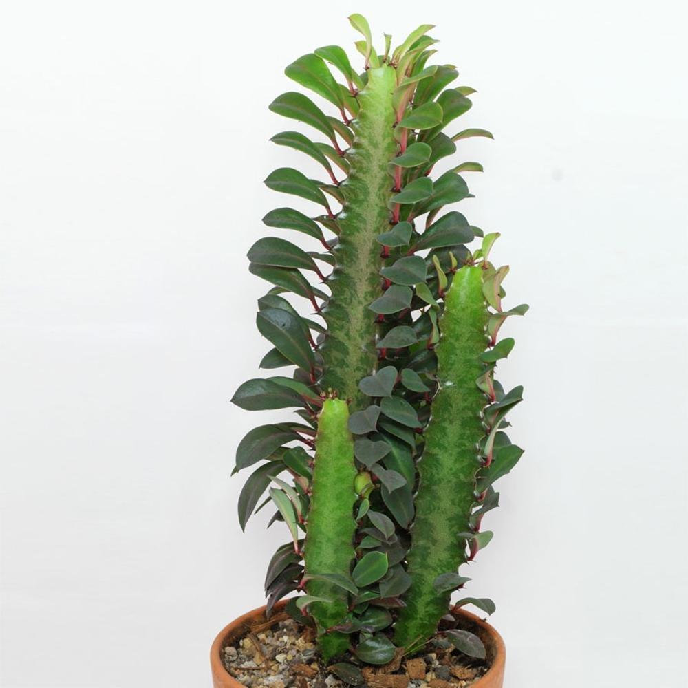Cactusul cu Trei Muchii - 20 cm