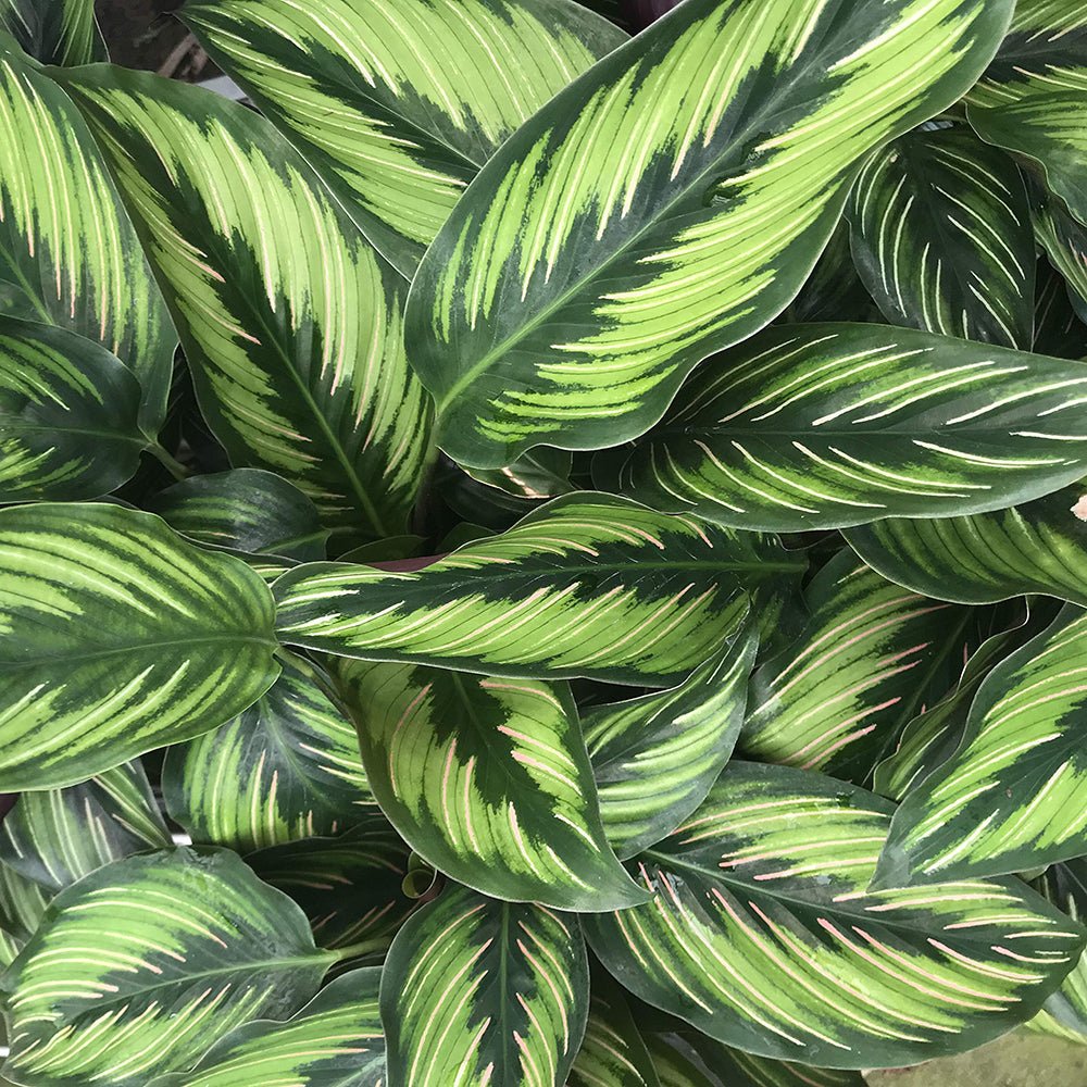 Calathea Beautiful Star - 35 cm