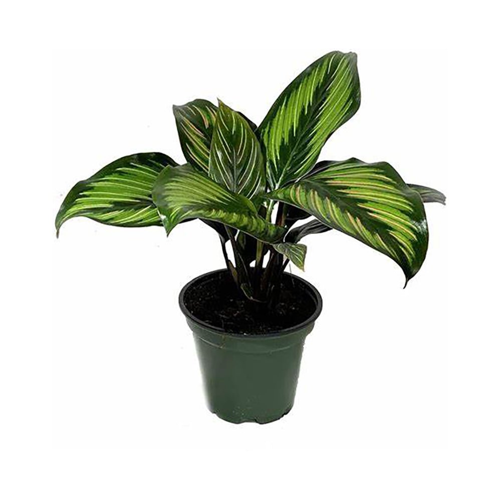 Calathea Beautiful Star - 35 cm