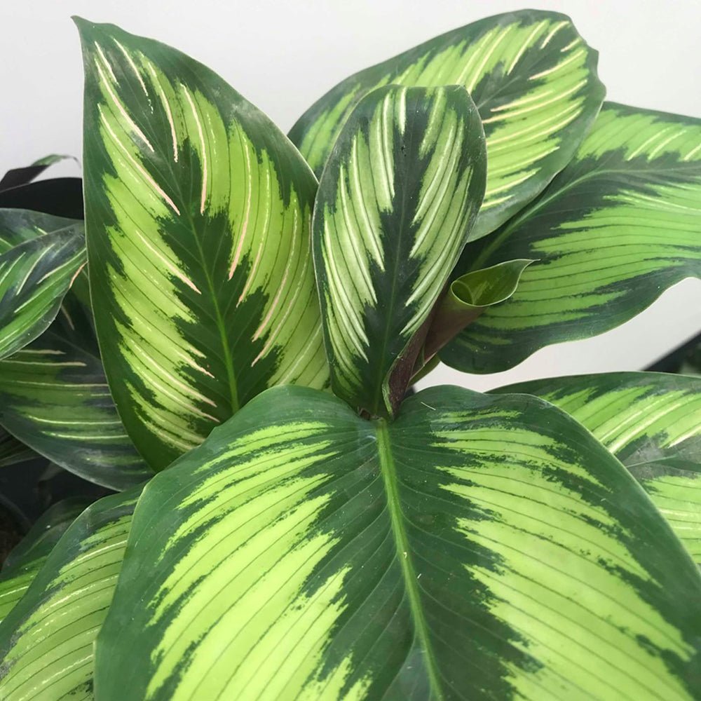 Calathea Beautiful Star - 35 cm
