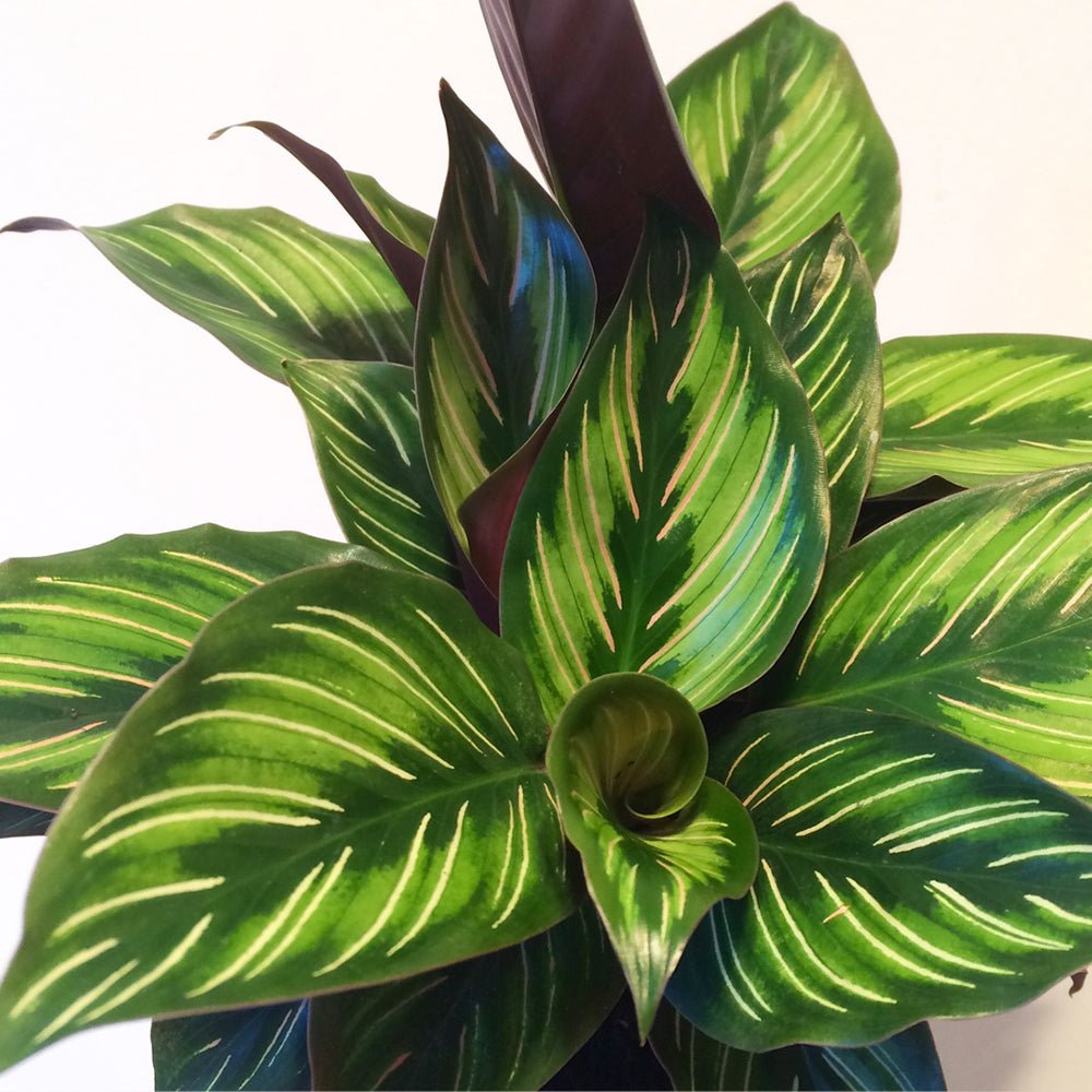 Calathea Beauty Star - 12 cm