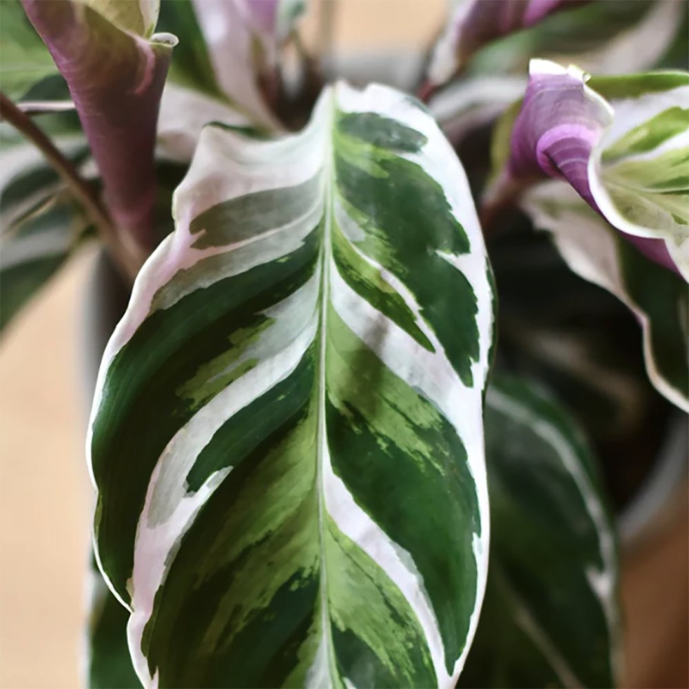 Planta Paun Calathea Fusion White, cu frunze Tricolor - 60 cm