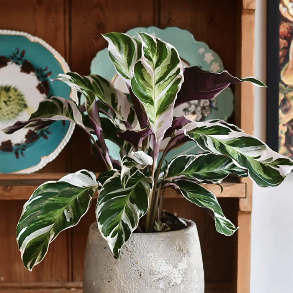 Planta Paun Calathea Fusion White, cu frunze Tricolor - 60 cm