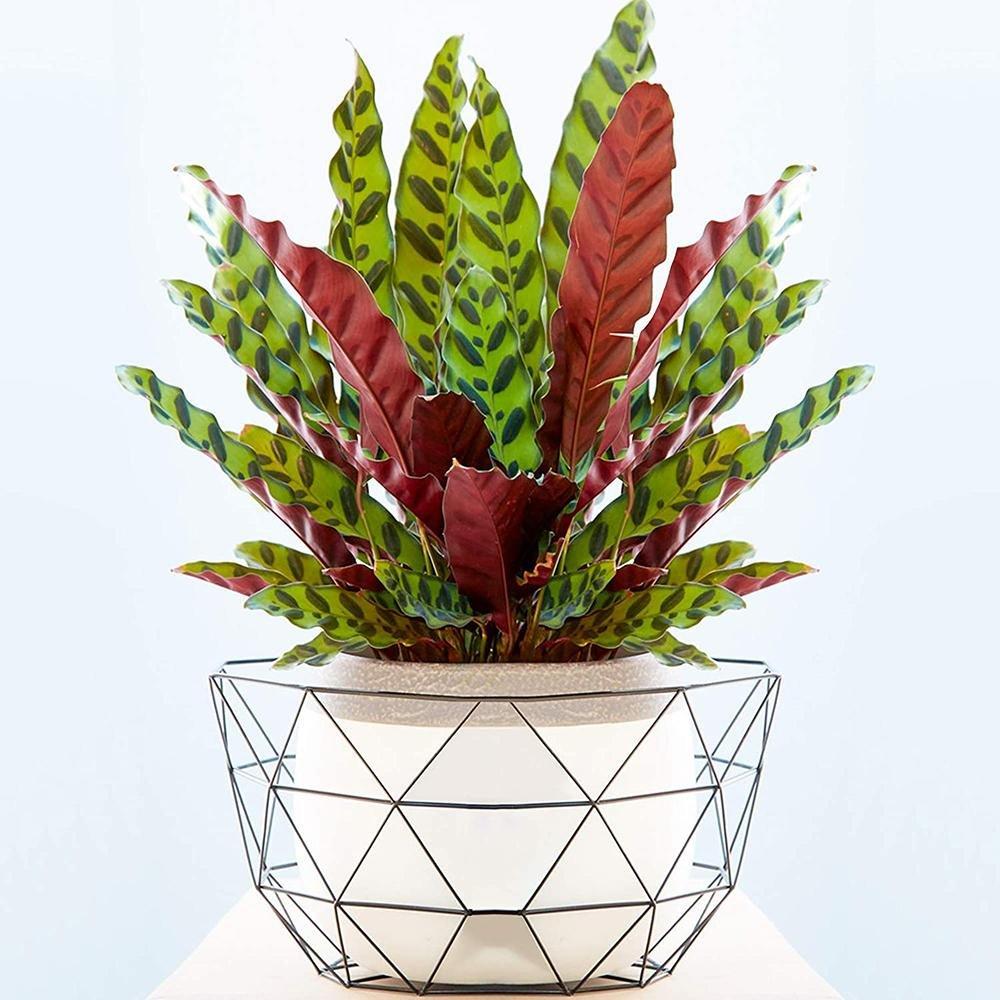 Calathea Insignis (Lancifolia) - 30-40 cm