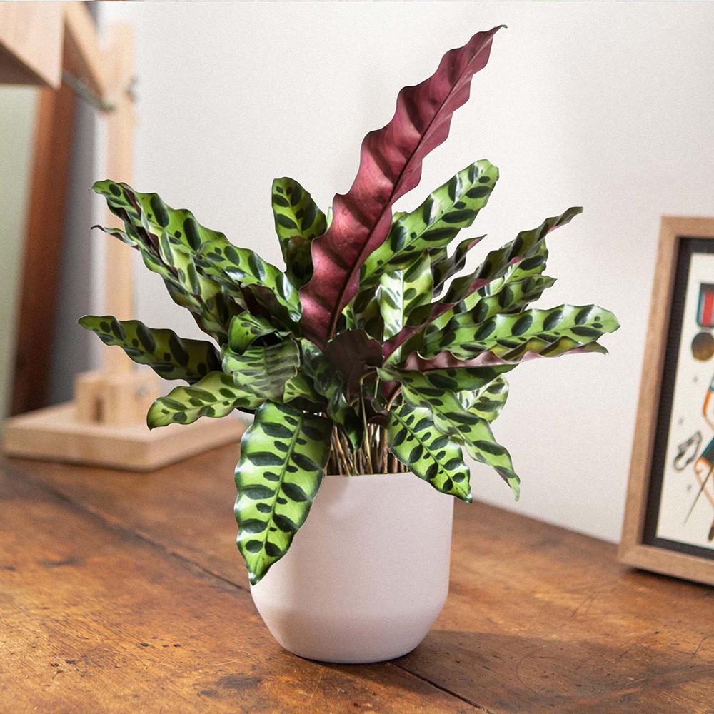 Calathea Insignis (Lancifolia) - 30-40 cm