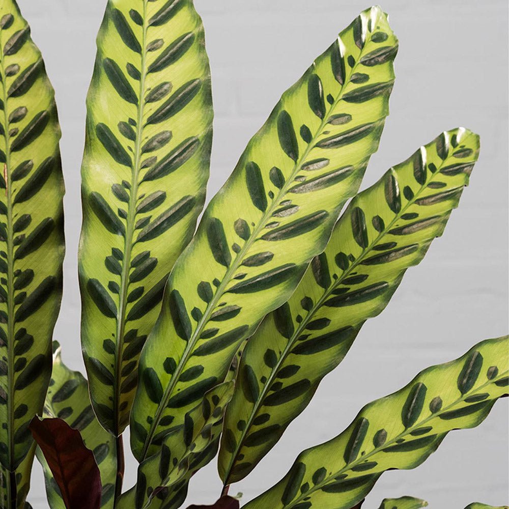 Calathea Insignis - 55 cm