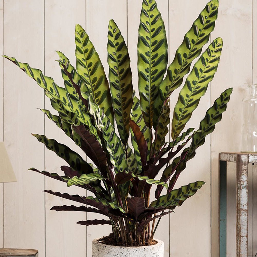 Calathea Insignis - 55 cm