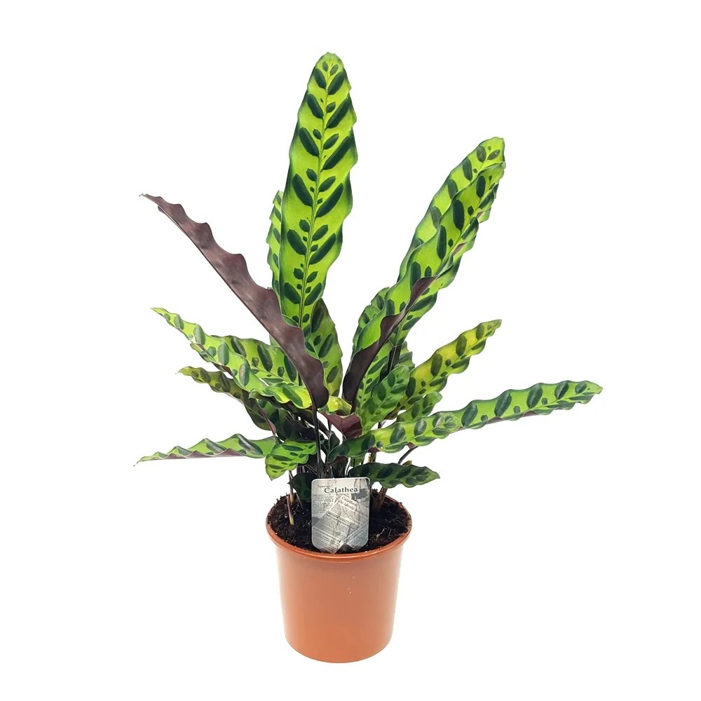 Calathea Insignis - 55 cm