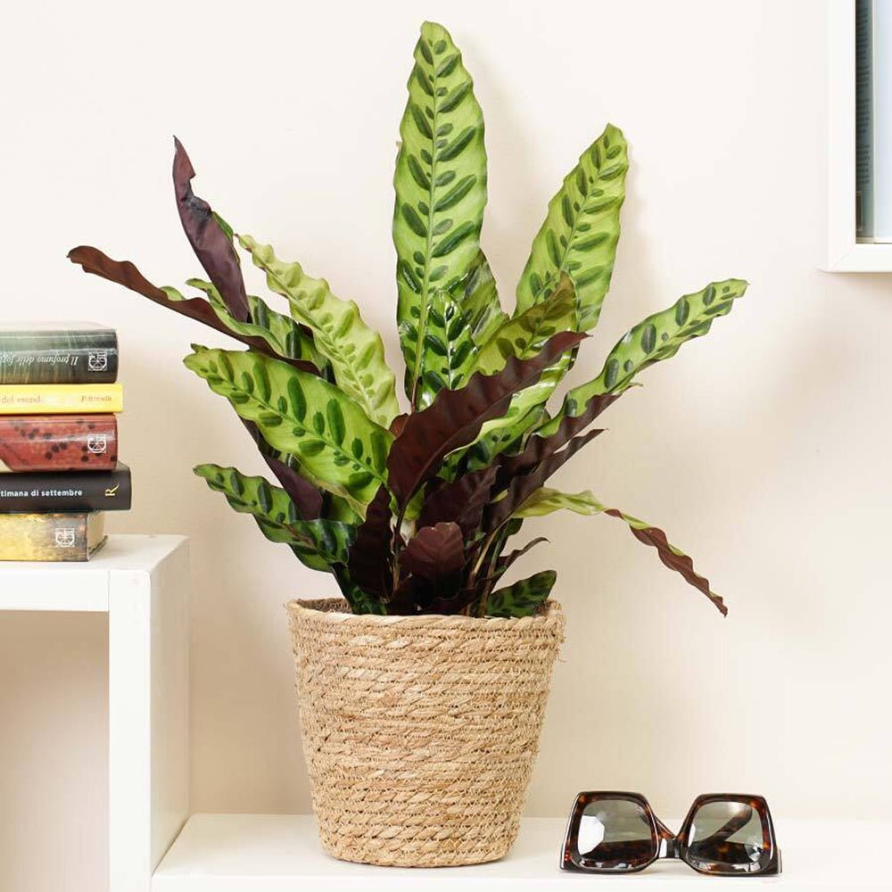 Calathea Insignis - 55 cm