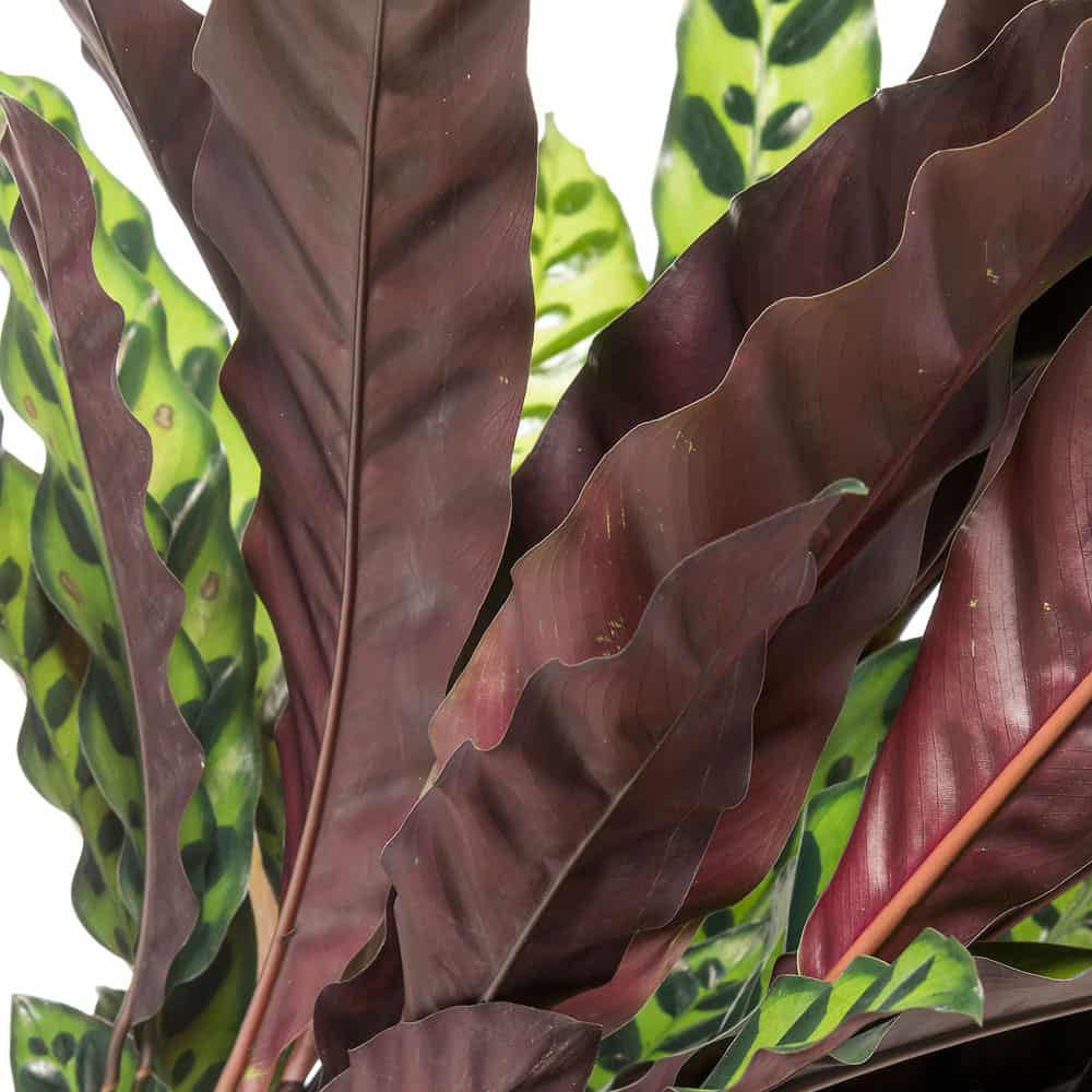 Calathea Insignis - 55 cm