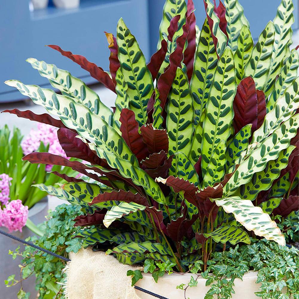 Calathea Insignis (Lancifolia) - 30-40 cm
