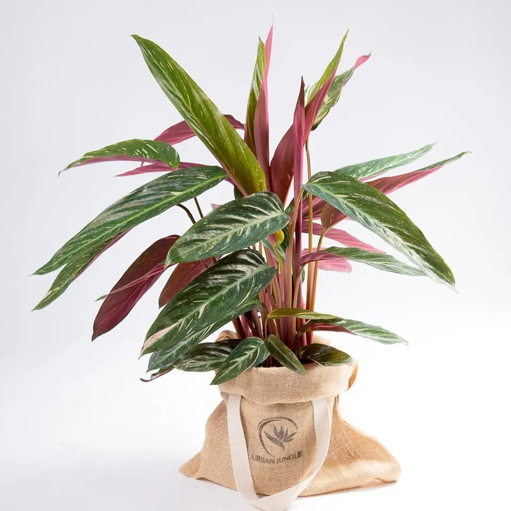 Calathea Magic Star - 100 cm