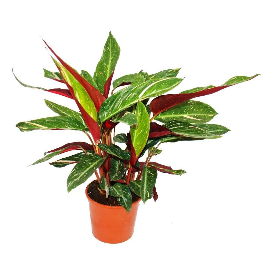 Calathea Magic Star - 100 cm