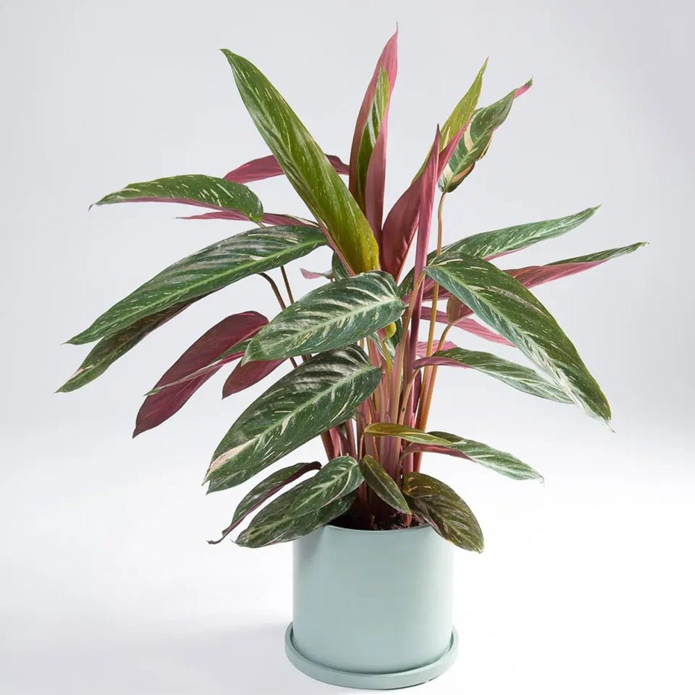 Calathea Magic Star - 100 cm