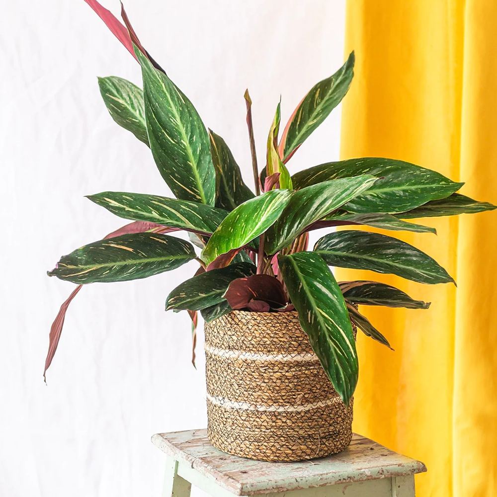 Calathea Magic Star - 100 cm