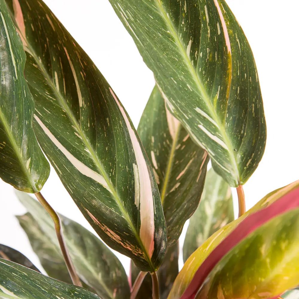 Calathea Magic Star - 100 cm