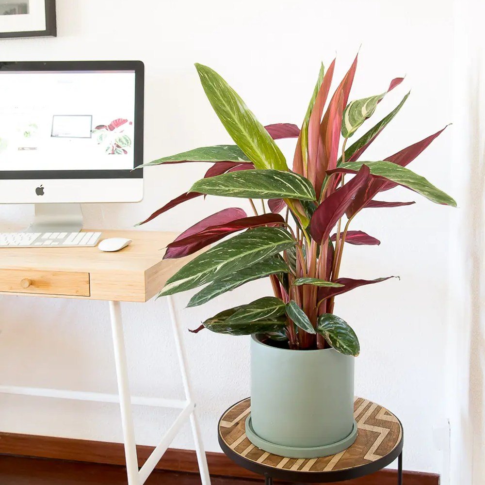 Calathea Magic Star - 100 cm