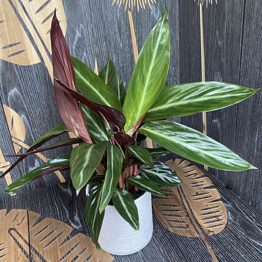 Calathea Magic Star - 100 cm