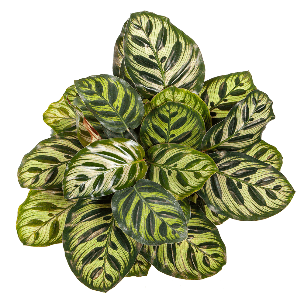 Calathea Makoyana - 50 cm