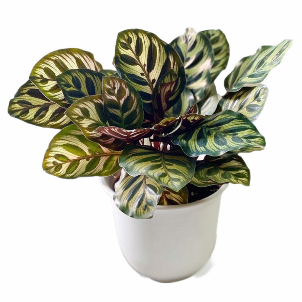 Calathea Makoyana - 50 cm