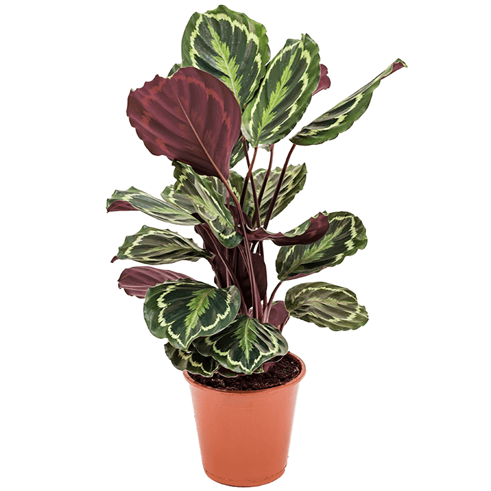 Planta Paun (Calathea Medallion) - 40-50 cm