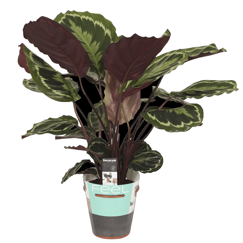 Planta Paun (Calathea Medalion), 40 cm la livrare, in ghiveci Ø 14 cm