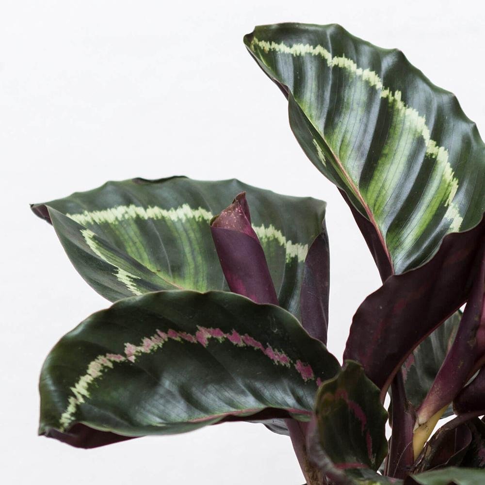 Planta Paun (Calathea Medallion) - 40-50 cm