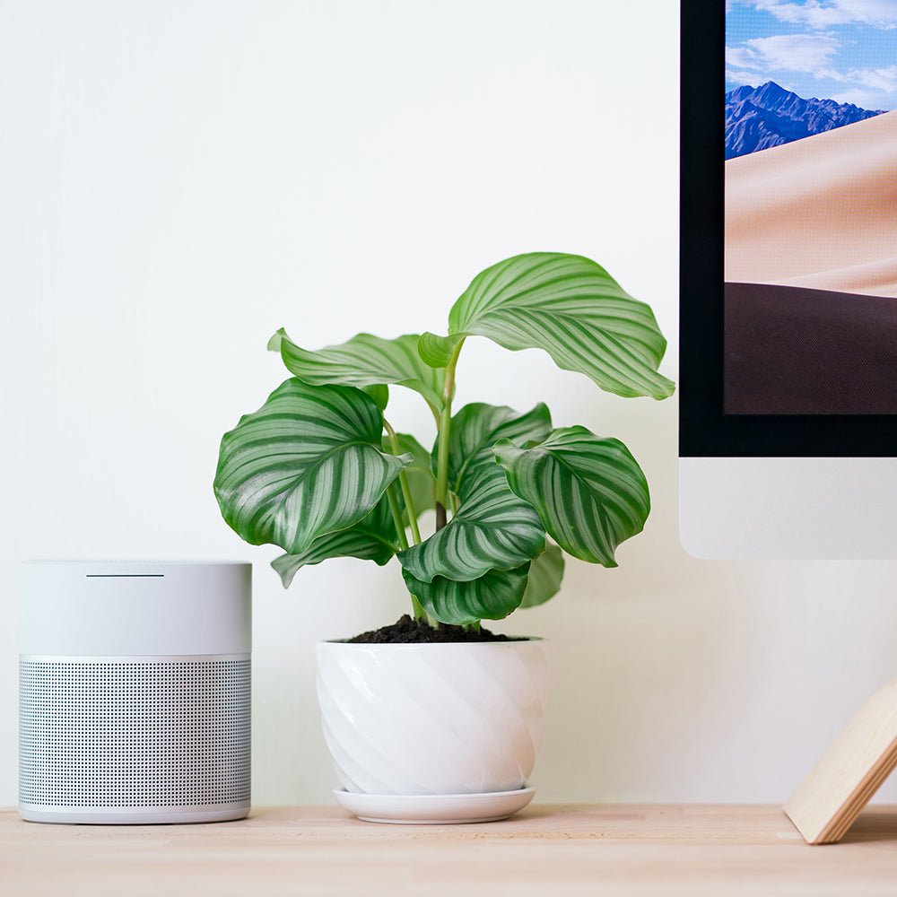 Calathea Orbifolia - 30 cm