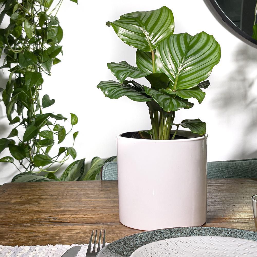 Calathea Orbifolia - 30 cm