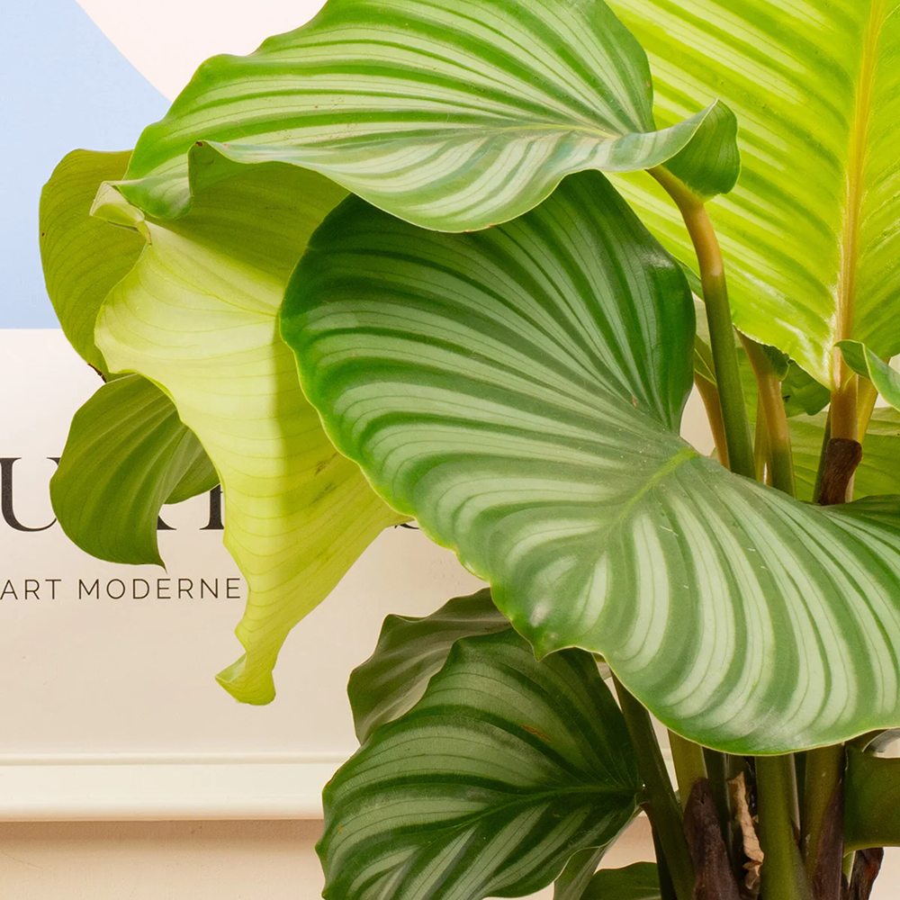 Calathea Orbifolia - 30 cm