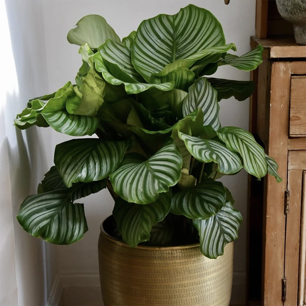 Calathea Orbifolia - 30 cm