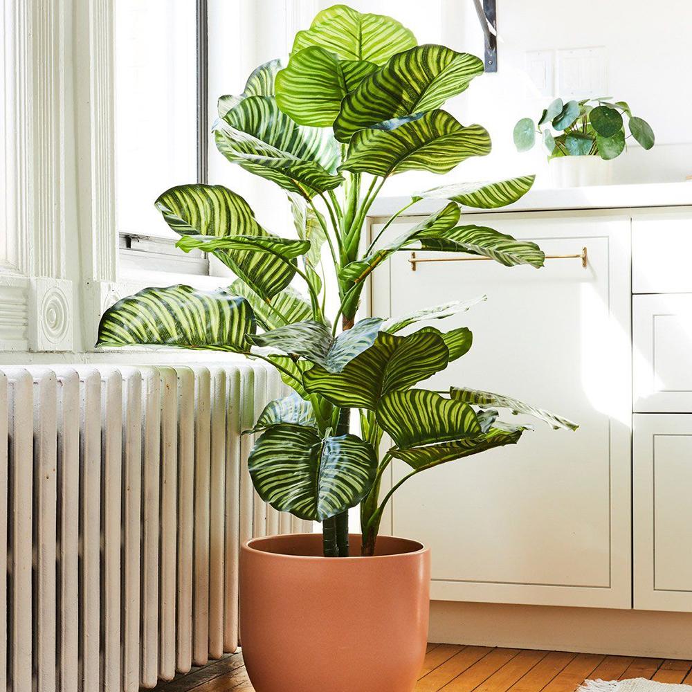 Calathea Orbifolia - 30 cm
