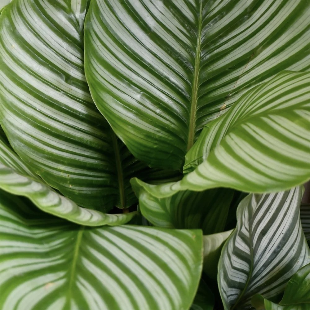 Calathea Orbifolia - 30 cm