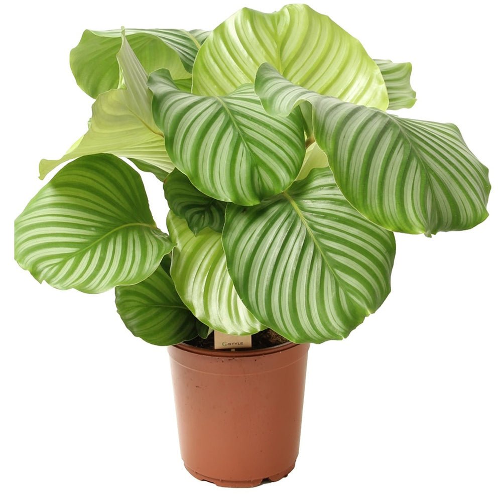 Calathea Orbifolia - 45 cm