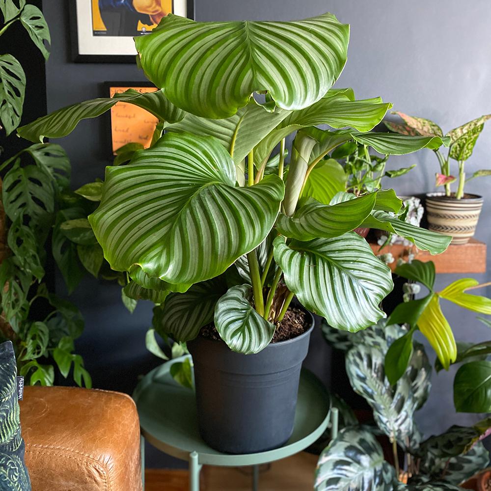 Calathea Orbifolia - 75-85 cm